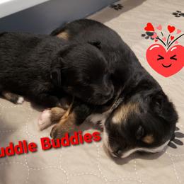 Toy Australian Shepherd Puppies from Reflections of Star Crest Kennel