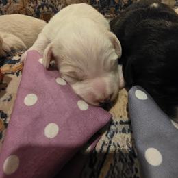 Snowflake - Cream female Labradoodle puppy in Churchill County Fallon, Nevada from Card Family Ranch