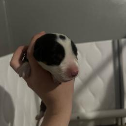 White Girl - Black, white and red female Greater Swiss Mountain Dog puppy in Lower Burrell, Pennsylvania from Polyanna’s GSMD