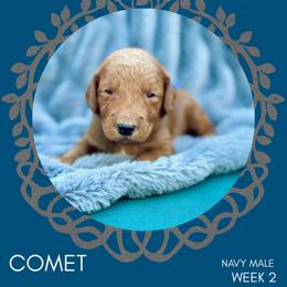 Goldendoodle Puppies from Locust Hill Goldendoodles