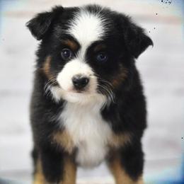 Toy Australian Shepherd Puppies from Double M Toy and Mini Aussies