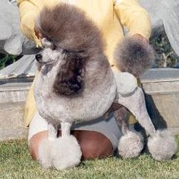 Poodle All Grown Up from Kamann Poodles