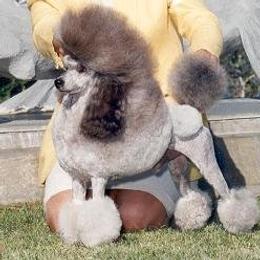 Poodle All Grown Up from Kamann Poodles