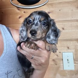 Dune - Dapple male Dachshund puppy in Cheyenne, Wyoming from Great Basin Hounds