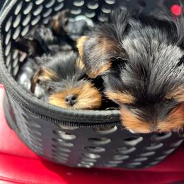 Yorkshire Terrier Puppies from Yorkie Puppies Redwood Ranch
