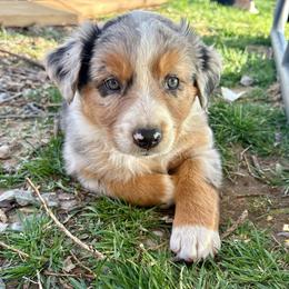 Chloe - Blue merle female Australian Shepherd puppy in Preston, Idaho from KC Bar Ranch Aussies