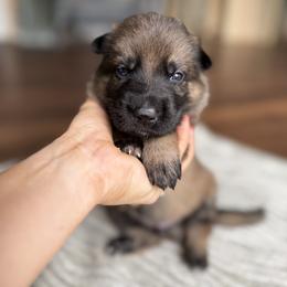White Boy - Sable male German Shepherd puppy in Rensselaer Falls, New York from Von Dem Flussufer