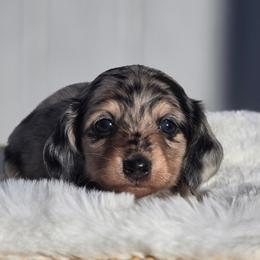 Hank - Dapple male Dachshund puppy in Mcminnville, Tennessee from Red Barn Farms Minis