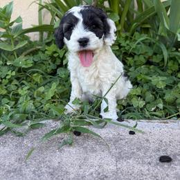 Big hunk - Black and white male Cockapoo puppy in Tucson, Arizona from Desert Puppies