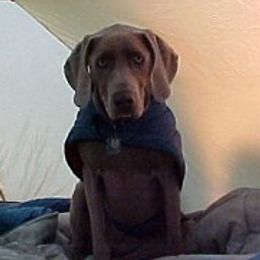 German Shorthaired Pointers and Weimaraners from Lazy Hearts Kennel