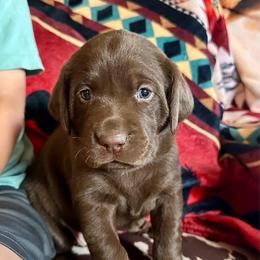 Ghirardelli - Chocolate female Labrador Retriever puppy in Bandera, Texas from The Sugar & Spice Ranch Labrador Retrievers