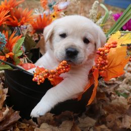 Black - Yellow male Labrador Retriever puppy in Lawton, Michigan from DuckAlly Kennel