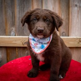 Border Collie, Golden Retriever, and Sporty Mix Puppies from Turbo Border Collies & Coltrievers