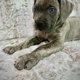 Cane Corso Puppies from Wilco Cane Corso