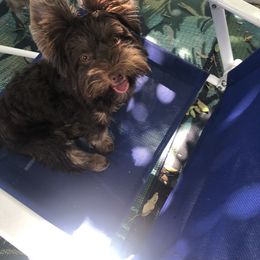 Jackson - Yorkshire Terrier