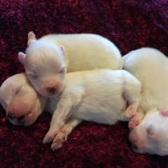 American Eskimo Dog Puppies from Soleil American Eskimos