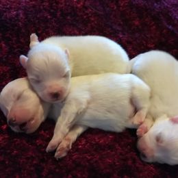 American Eskimo Dog Puppies from Soleil American Eskimos