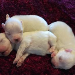 American Eskimo Dog Puppies from Soleil American Eskimos