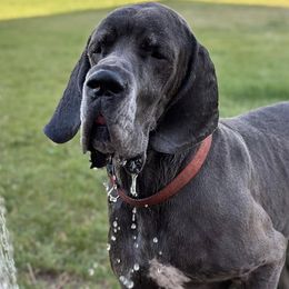 Great Danes from Indigo Blu Danes