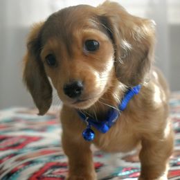Dachshunds from Happy Little Doxies
