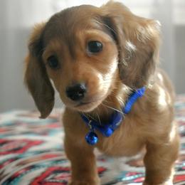 Dachshunds from Happy Little Doxies