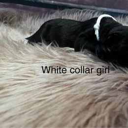 White collar - Black female Cane Corso puppy in Fritch, Texas from Carrie Brown's Cane Corsos