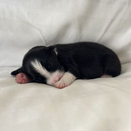 Australian Shepherd Puppies from William Vey