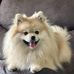 GiGi - Cream sable female Pomeranian puppy in Uniontown, Pennsylvania from Oh So Sassy Poms