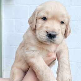 Golden Retriever and Pembroke Welsh Corgi Puppies from Rose n’ Thistle Farm