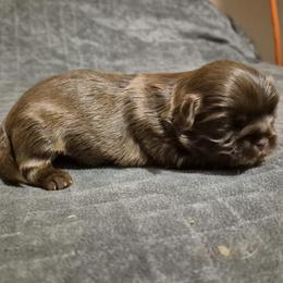 Little chocolate boy - Chocolate male Shih Tzu puppy in Newark, Ohio from Gemini Kennels
