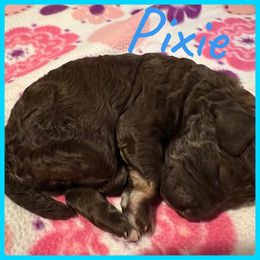 Girl 2 - Poodle puppy in Jackson, Kentucky from Ember’s Kennel of Poodles and Doodles