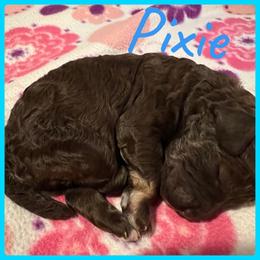 Girl 2 - Poodle puppy in Jackson, Kentucky from Ember’s Kennel of Poodles and Doodles