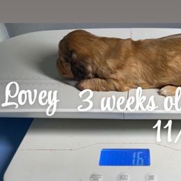 Lovey - Red female Dachshund puppy in Paris, Texas from Rolling9dachshunds