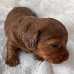 Niko - Dapple male Dachshund puppy in Humphreys, Missouri from Foster’s Dachshunds