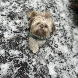 Shih Tzu All Grown Up from Magnolia Grove Farm and Kennel