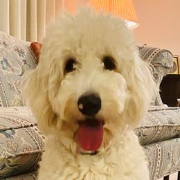 Bernedoodles and Goldendoodles from A.N.A. Doodles