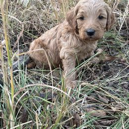 Nora - Red  female Goldendoodle puppy in Oklahoma City, Oklahoma from Foneb Farm - The F1B Farm