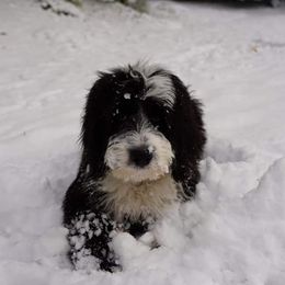 Sheepadoodle Puppies from Oak Valley Kennels