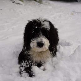 Sheepadoodle Puppies from Oak Valley Kennels