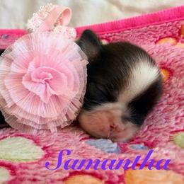 Girl 2 - Red and white female Shih Tzu puppy in Hemet, California from Aloha Shih Tzu