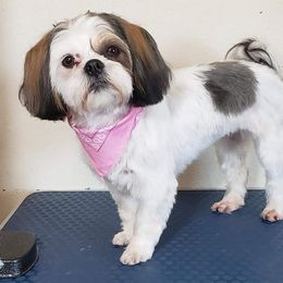 Sophie - Shih Tzu