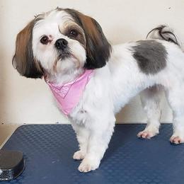 Sophie - Shih Tzu
