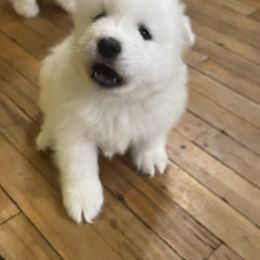 Samoyed Puppies from The Floof Brigade