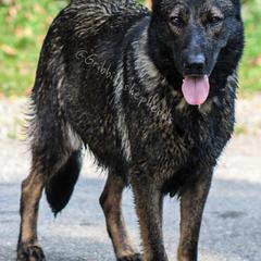 German Shepherds from Gribbins Southern Shepherds