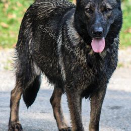 German Shepherds from Gribbins Southern Shepherds