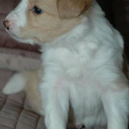 Border Collies from Blackbow