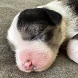 Boy 2 - male Aussiedoodle puppy in Churchville, New York from Bluebird Family Farm