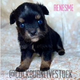 Renesme - Black tri female Toy Australian Shepherd puppy in Gillette, Wyoming from Cockburn’s Toy and Mini Australian Shepherds