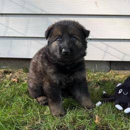 Stevie - Sable female German Shepherd puppy in Pennock, Minnesota from Shakopee Creek German Shepherds