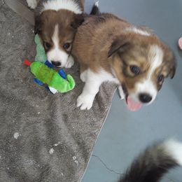 Border Collie Puppies from Oddity Kennels